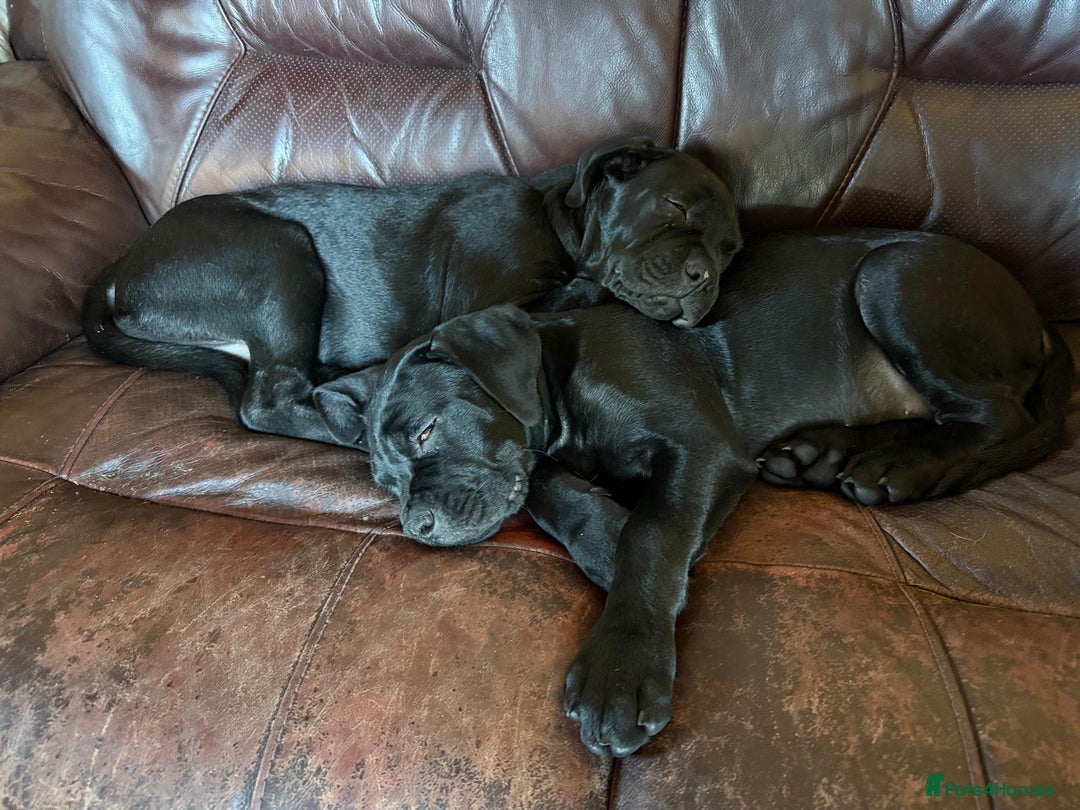 Mixed Breed dogs for sale: cane corso cross puppies  - Image 7