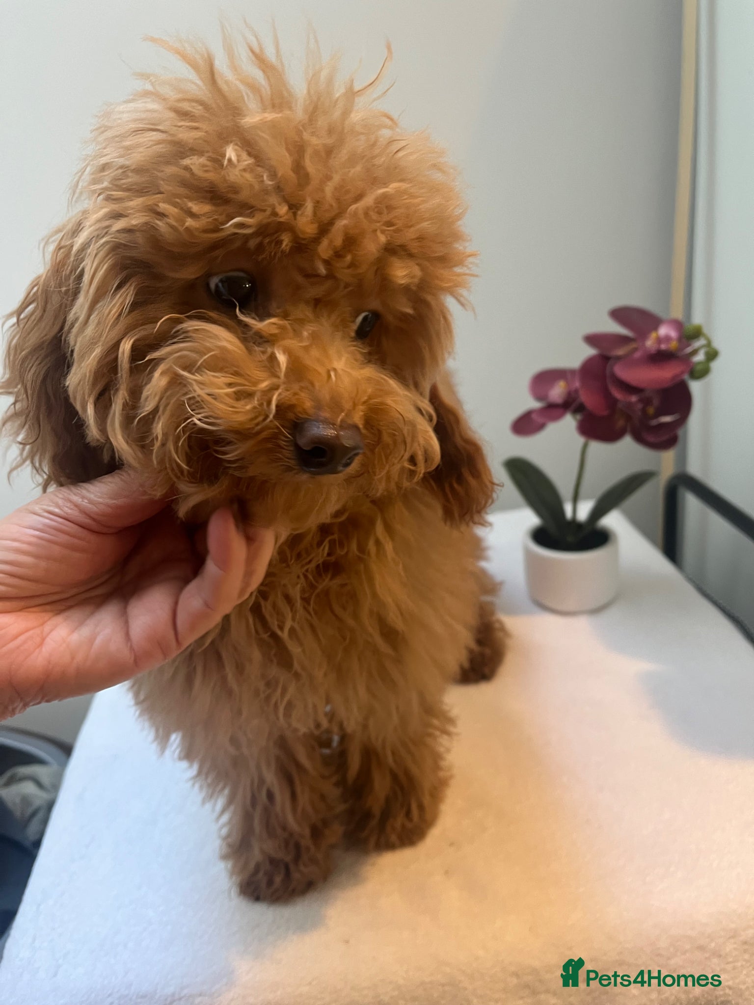 Toy Poodle dogs 🧸Beautiful toy/asian poodle puppies 🧸  - Advert 1
