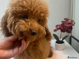 Toy Poodle dogs 🧸Beautiful toy/asian poodle puppies 🧸 - Advert 13