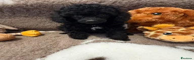 Toy Poodle 5