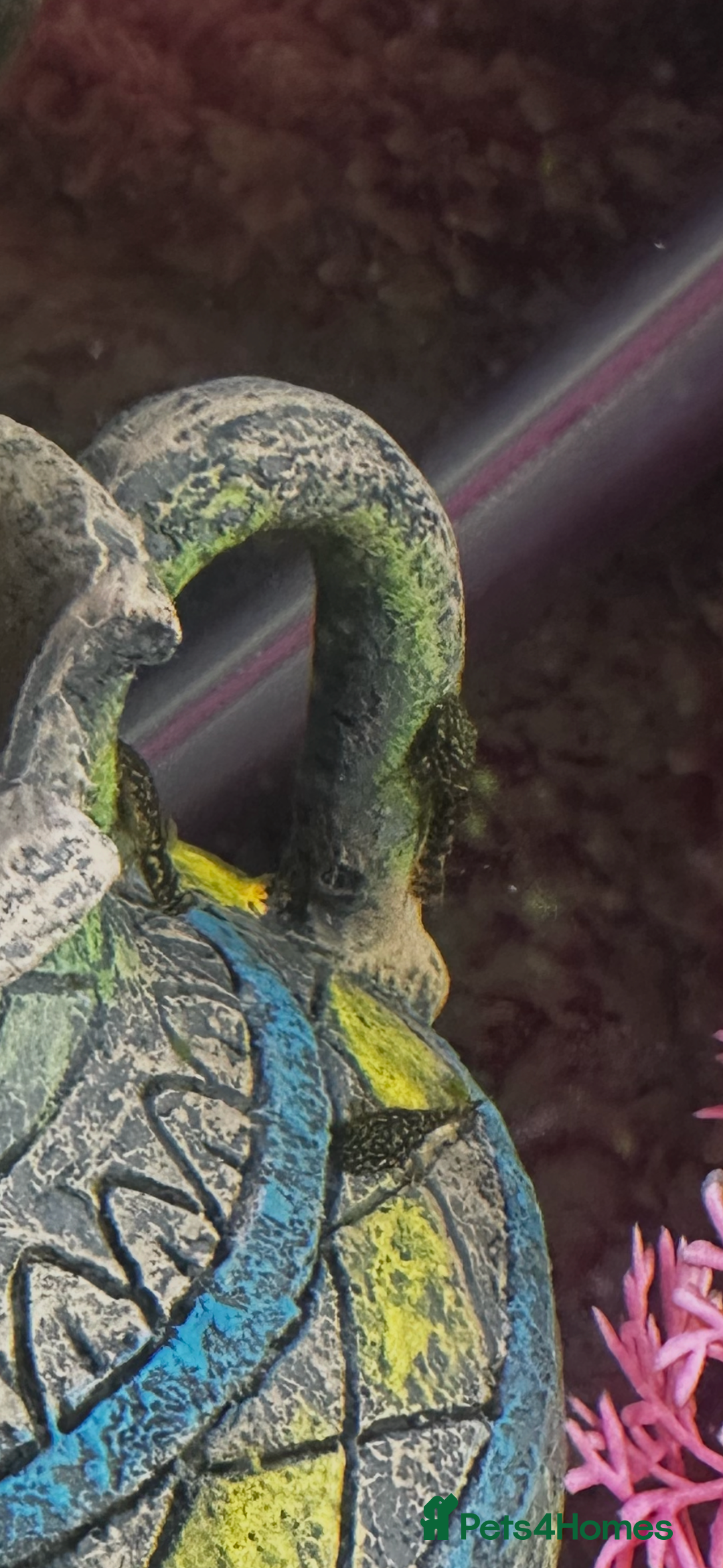 Plecos fish for sale: Brittlenose Pleco - Advert 1