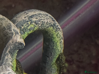 Plecos fish Brittlenose Pleco - Advert 3