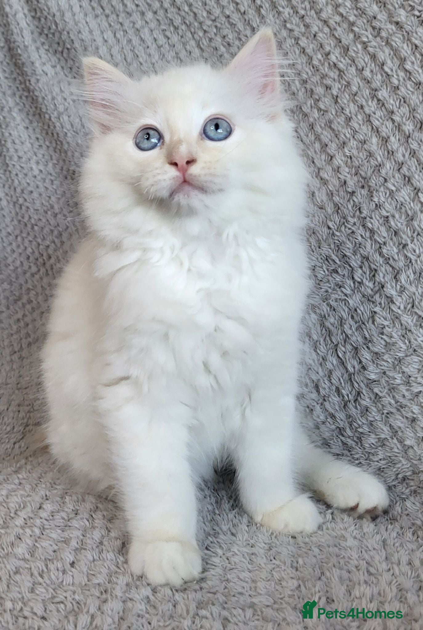 Ragdoll cats LAST GCCF REGISTERED KITTEN LEFT BEEN REDUCED - Advert 1