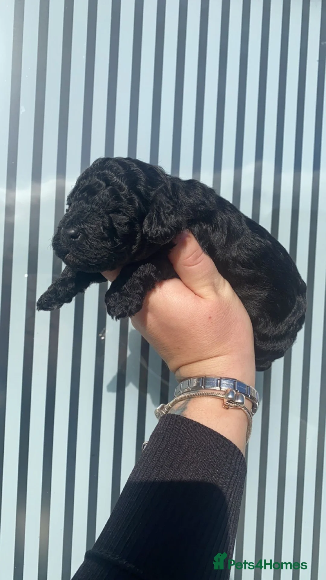 Cockapoo dogs for stud: MERLE F1b MINIATURE COCKAPOO at stud in Rowlands Gill - Advert 17