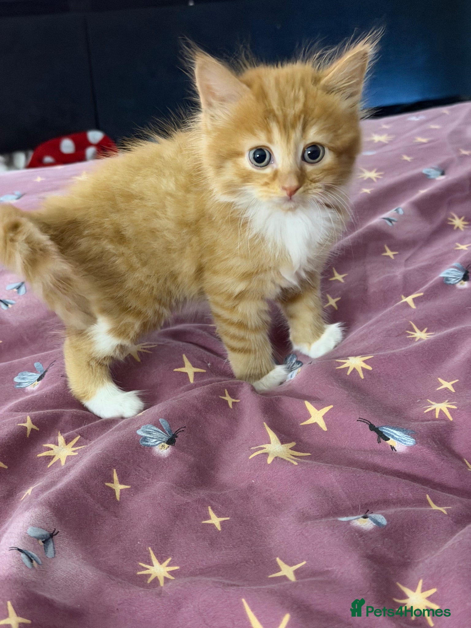 Mixed Breed cats for sale: Beautiful Mixed Breed Kitties 🐾 - Advert 2