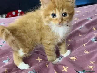 Mixed Breed cats Beautiful Mixed Breed Kitties 🐾 - Advert 1