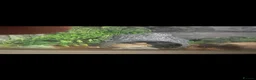 Python Snake reptiles for sale: 2 Python  - Advert 2
