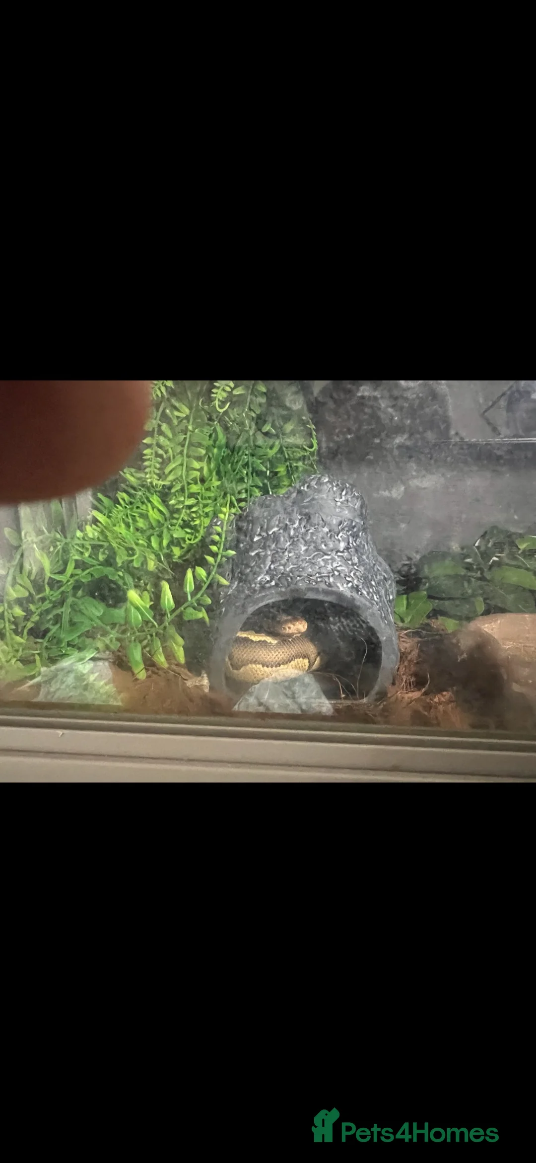 Python Snake reptiles for sale: 2 Python  - Advert 2