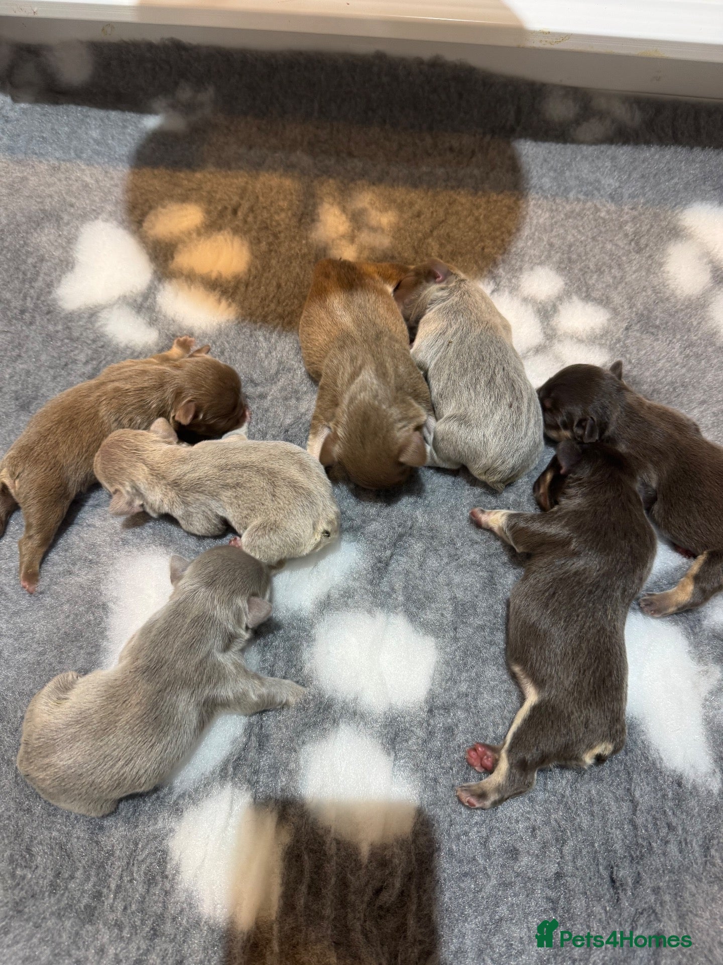French Bulldog dogs Stunning French Bulldog puppies  - Advert 2