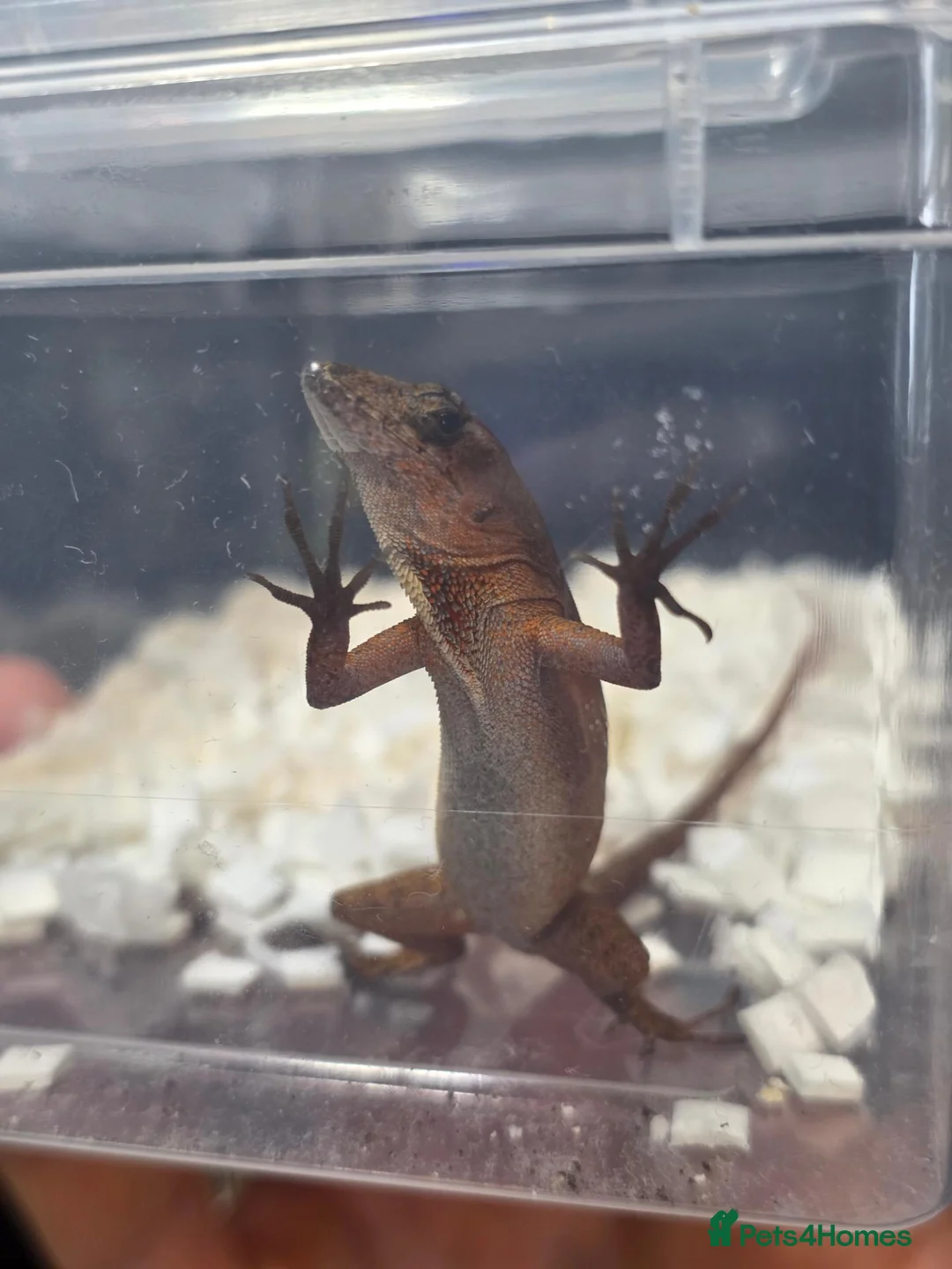 Anole reptiles for sale: Anolis sagrei  - Advert 2