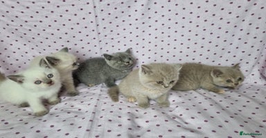 British Shorthair cats - Advert 14