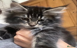 Maine Coon cats for sale: Ready Now  - Image 9
