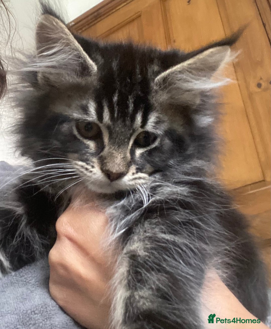 Maine Coon cats for sale: Ready Now  - Image 9