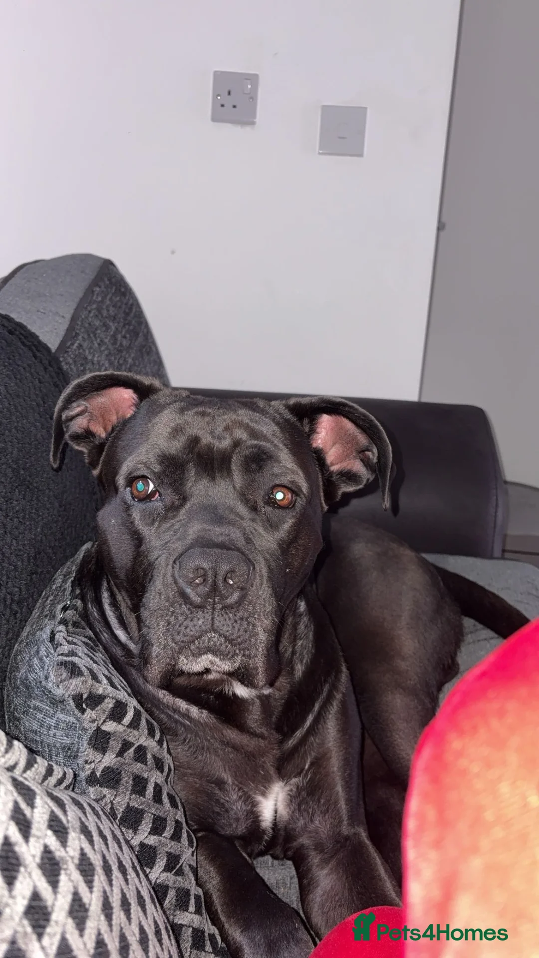 Cane Corso dogs for stud: Our Hugo Up For Stud  - Advert 3