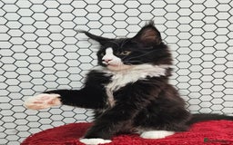 Maine Coon cats for sale: Pure breed Maine Coons Kittens  - Image 20
