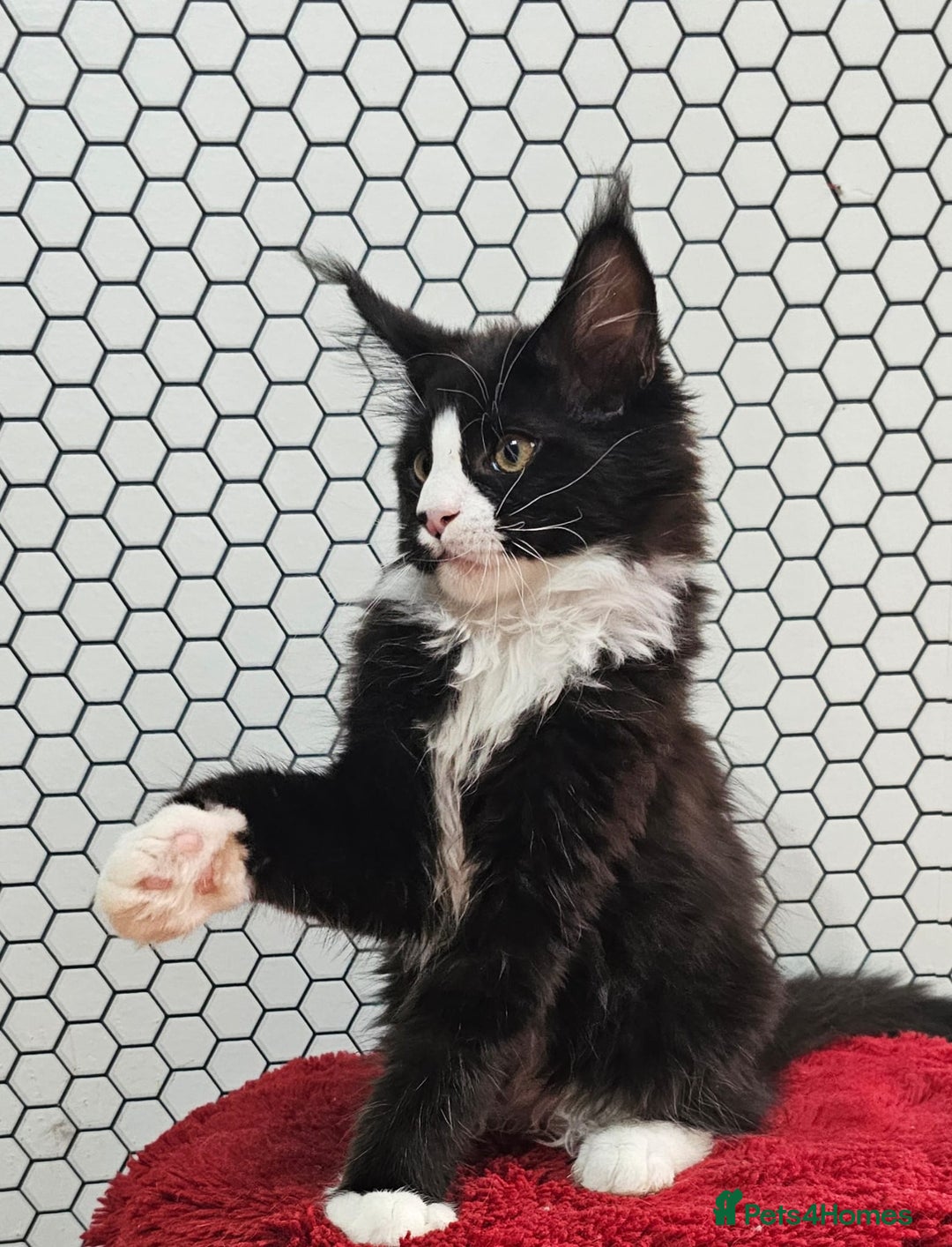 Maine Coon cats for sale: Pure breed Maine Coons Kittens  - Image 20