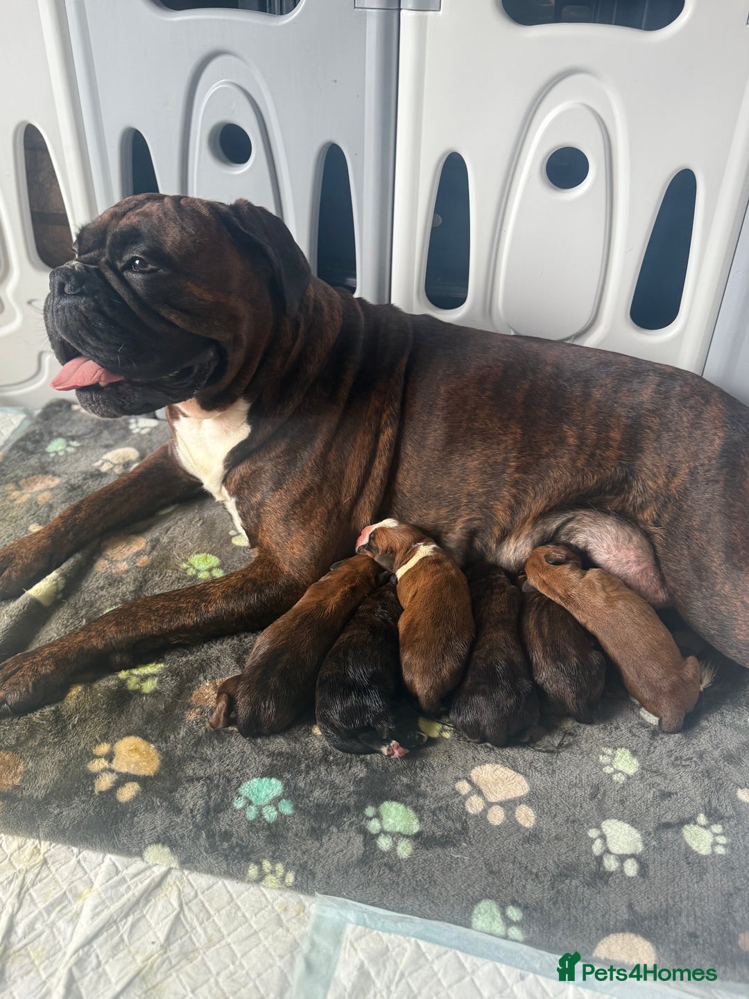 Boxer dogs for sale: Beautiful litter of 6 Pedigree Boxer Puppies  - Advert 15