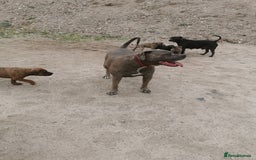 Bandog dogs for sale: Bandog/Bandogee puppies for sale.  - Image 13