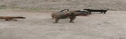 Bandog dogs for sale: Bandog/Bandogee puppies for sale.  - Advert 13