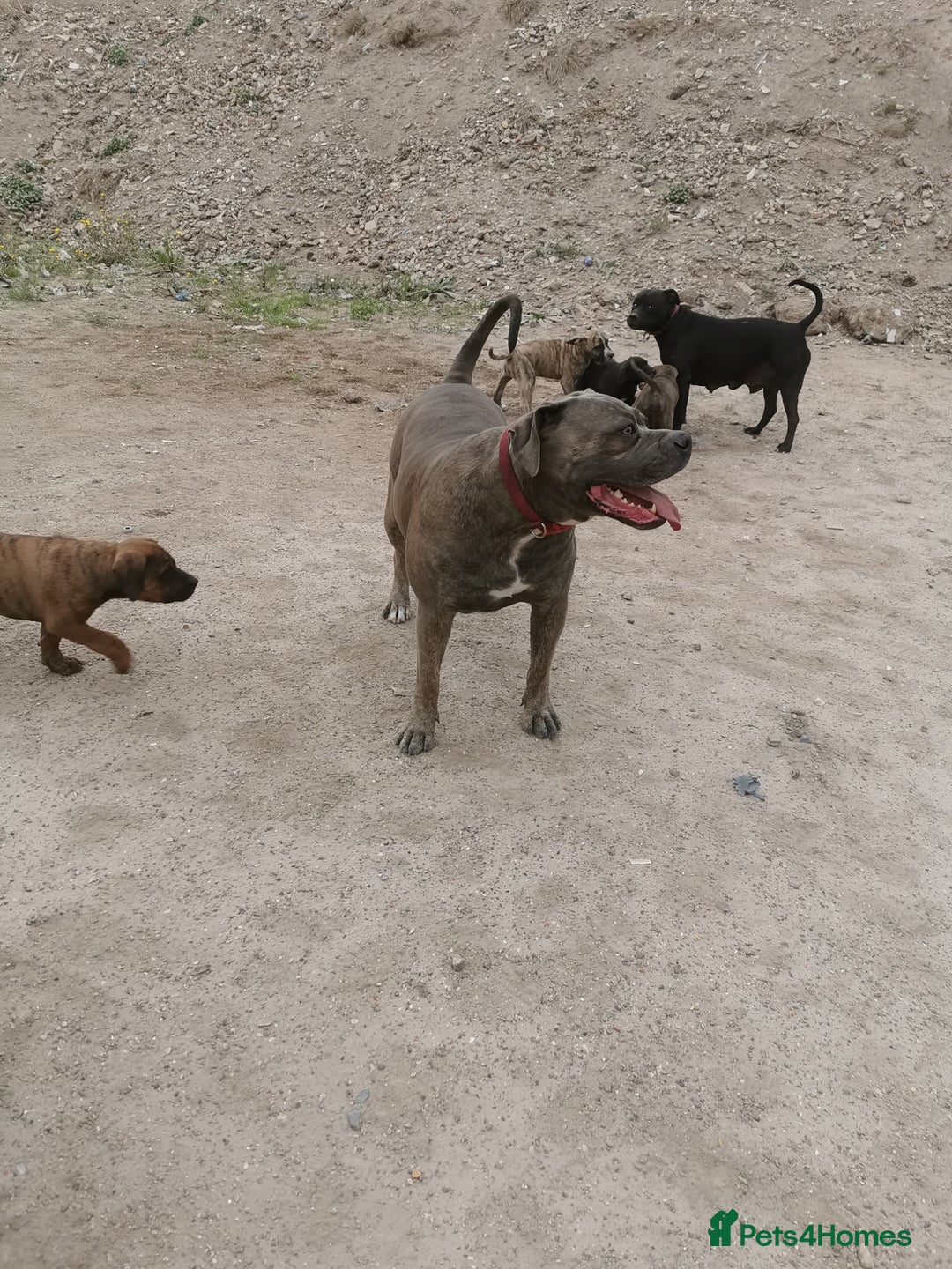 Bandog dogs for sale: Bandog/Bandogee puppies for sale.  - Image 13