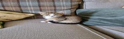 Mixed Breed cats for sale: Playful female tabby kitten - Advert 3