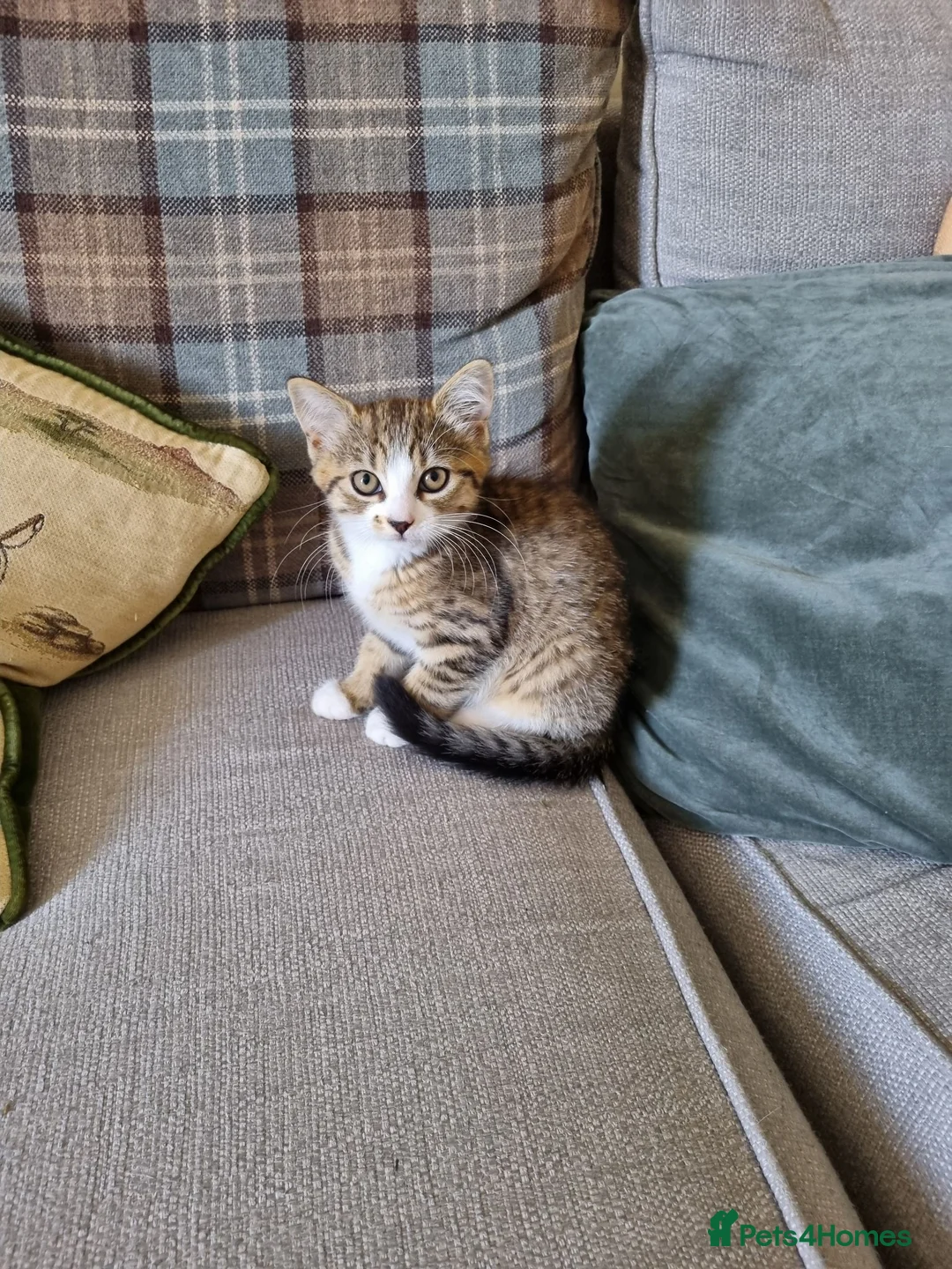 Mixed Breed cats for sale: Playful female tabby kitten - Advert 3