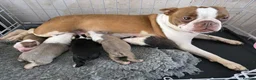Boston Terrier dogs for sale: Stunning KC registered Boston Terrier puppies - Advert 2