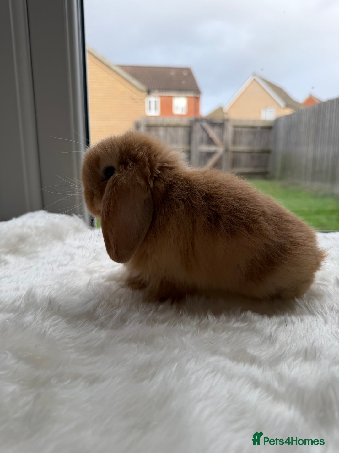 Mini Lop rabbits for sale: Mini lop - Advert 16