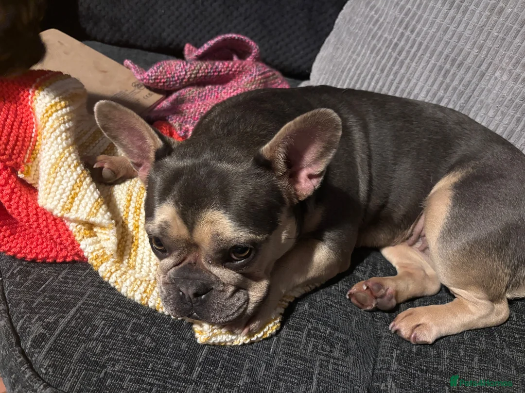 French Bulldog dogs for sale: Maud  - Advert 2