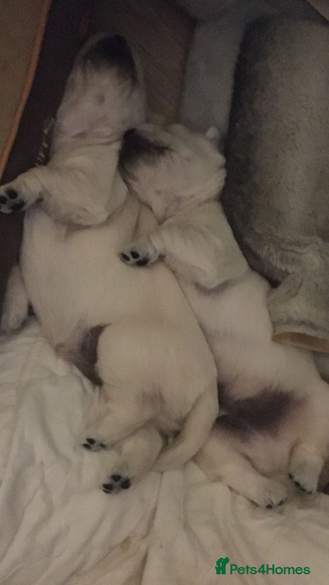 Golden Retriever dogs for sale: KC registered Golden retriever boy puppy - Advert 8