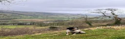 Cocker Spaniel dogs for sale: Roan-Health Tested-FTW sire-KC reg Working cockers - Advert 3