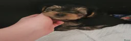 Mixed Breed dogs for sale: 4 gorgeous yorkshire terrier x mini yorkie pups - Advert 19