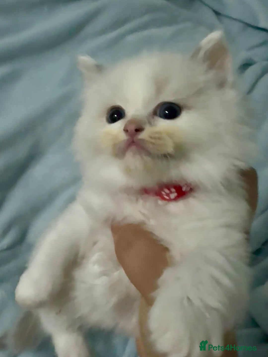 Ragdoll cats for sale: Pure Ragdoll kittens, ready 20th December - Advert 11