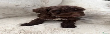 Cockapoo 5