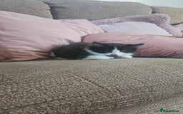 Mixed Breed cats for sale: Kittens mix breed.  - Image 8