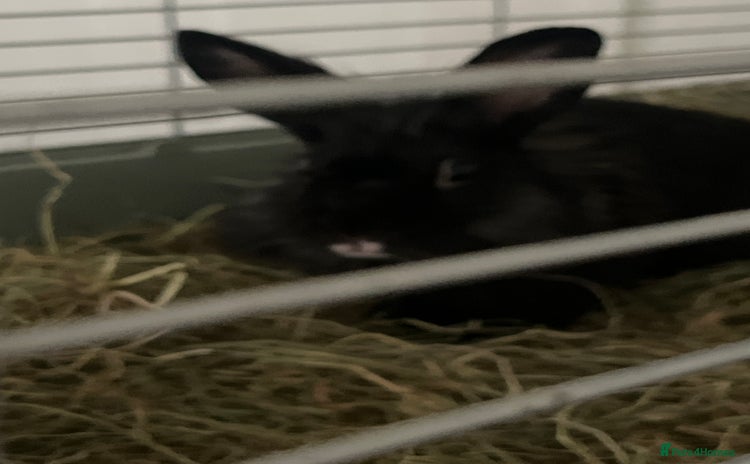 Mixed Breed rabbits - Advert 9