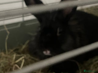 Mixed Breed rabbits - Advert 17