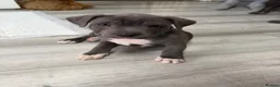 Staffordshire Bull Terrier dogs for sale: Male blue Staffordshire bull terrier puppy - Advert 3