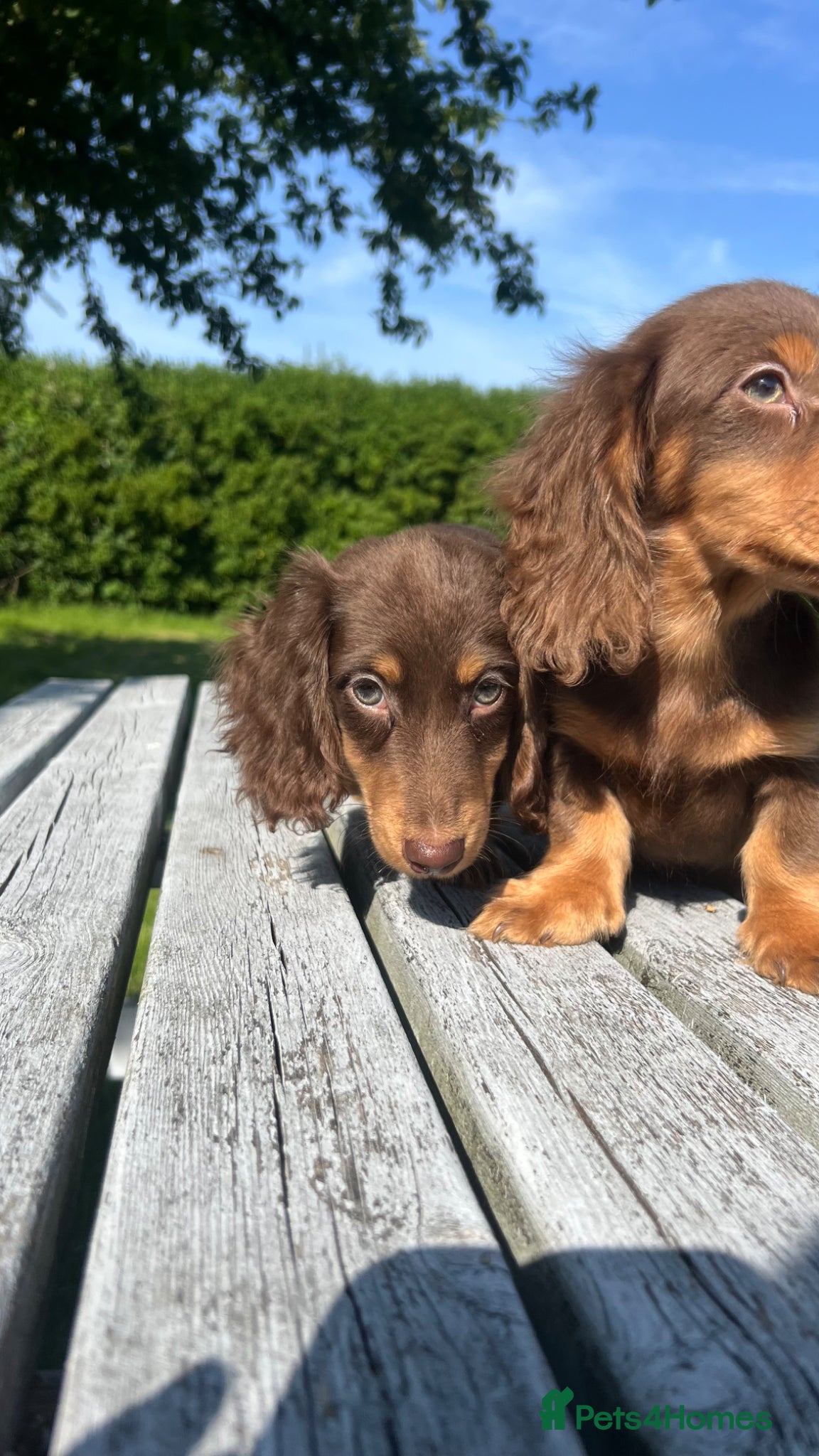 Miniature Dachshund dogs Reduced Price - Beautiful Longhair Boys Available - Advert 7