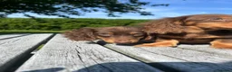 Miniature Dachshund dogs for sale: Reduced Price - Beautiful Longhair Boys Available - Advert 1