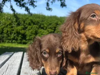Miniature Dachshund dogs Reduced Price - Beautiful Longhair Boys Available - Advert 7