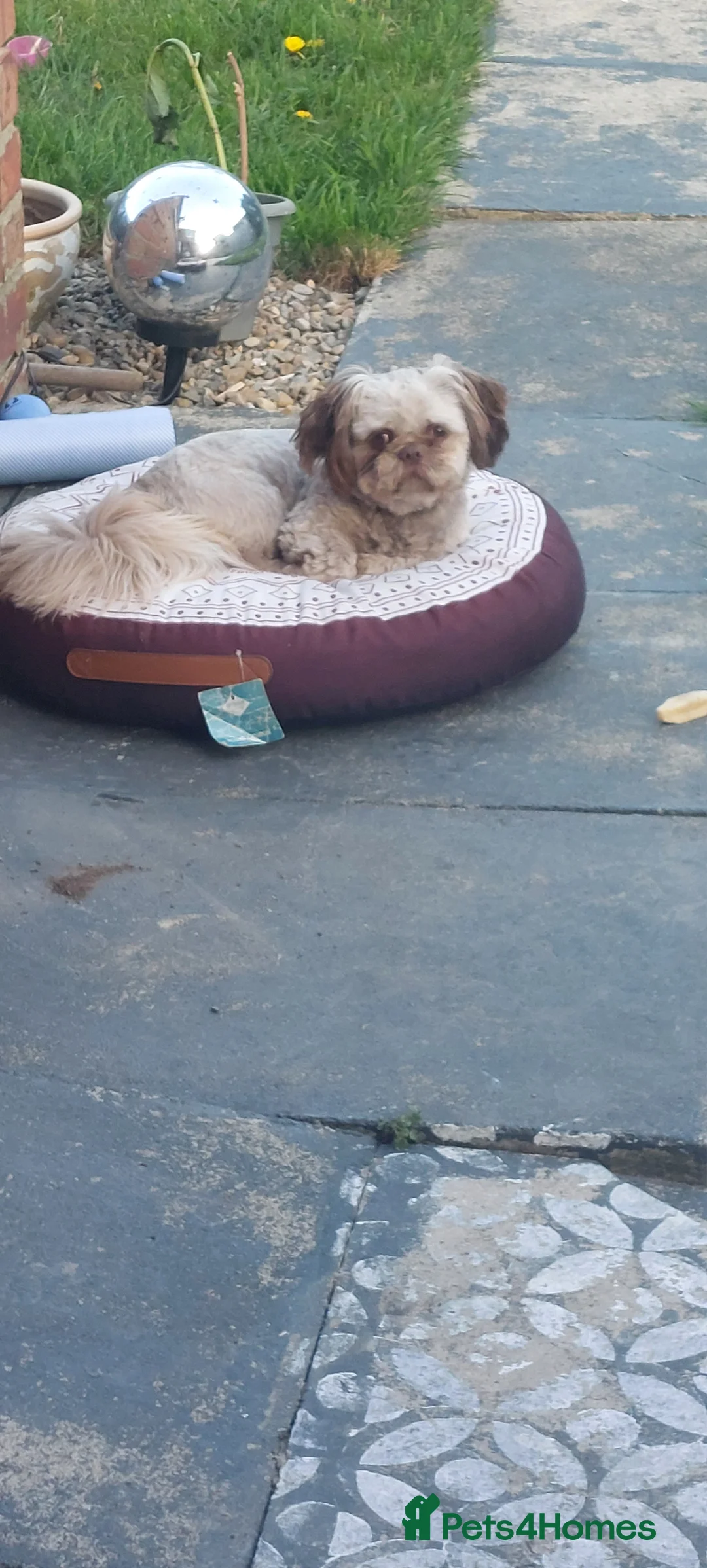 Shih Tzu dogs for stud: Imperial shitz for stud - Advert 3