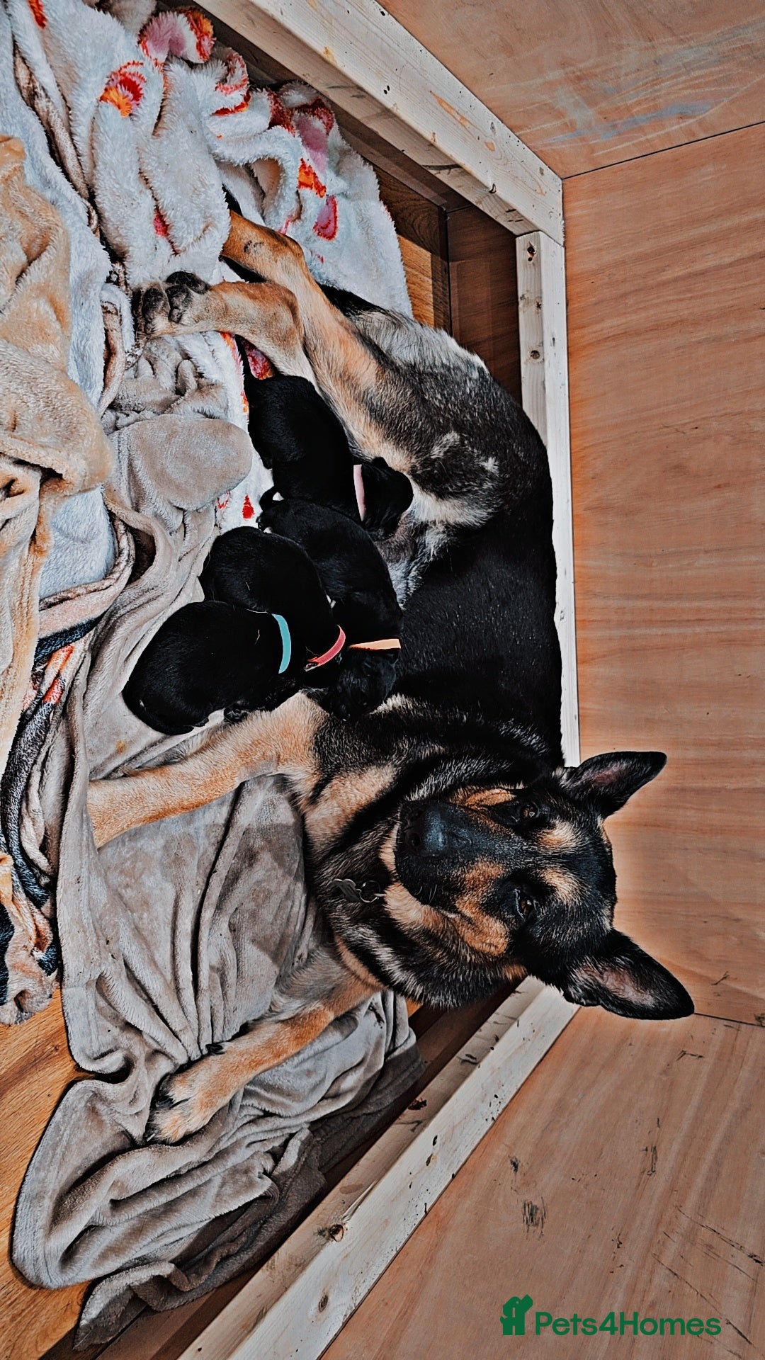 German Shepherd dogs WORKING LINE GSD PUPPIES  - Advert 1