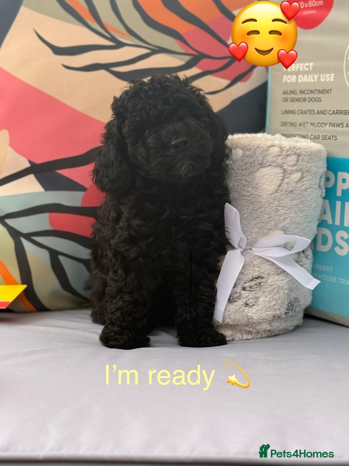 Cockapoo dogs Toy Cockapoo Puppies | DNA & Health Tested Parents - Advert 1
