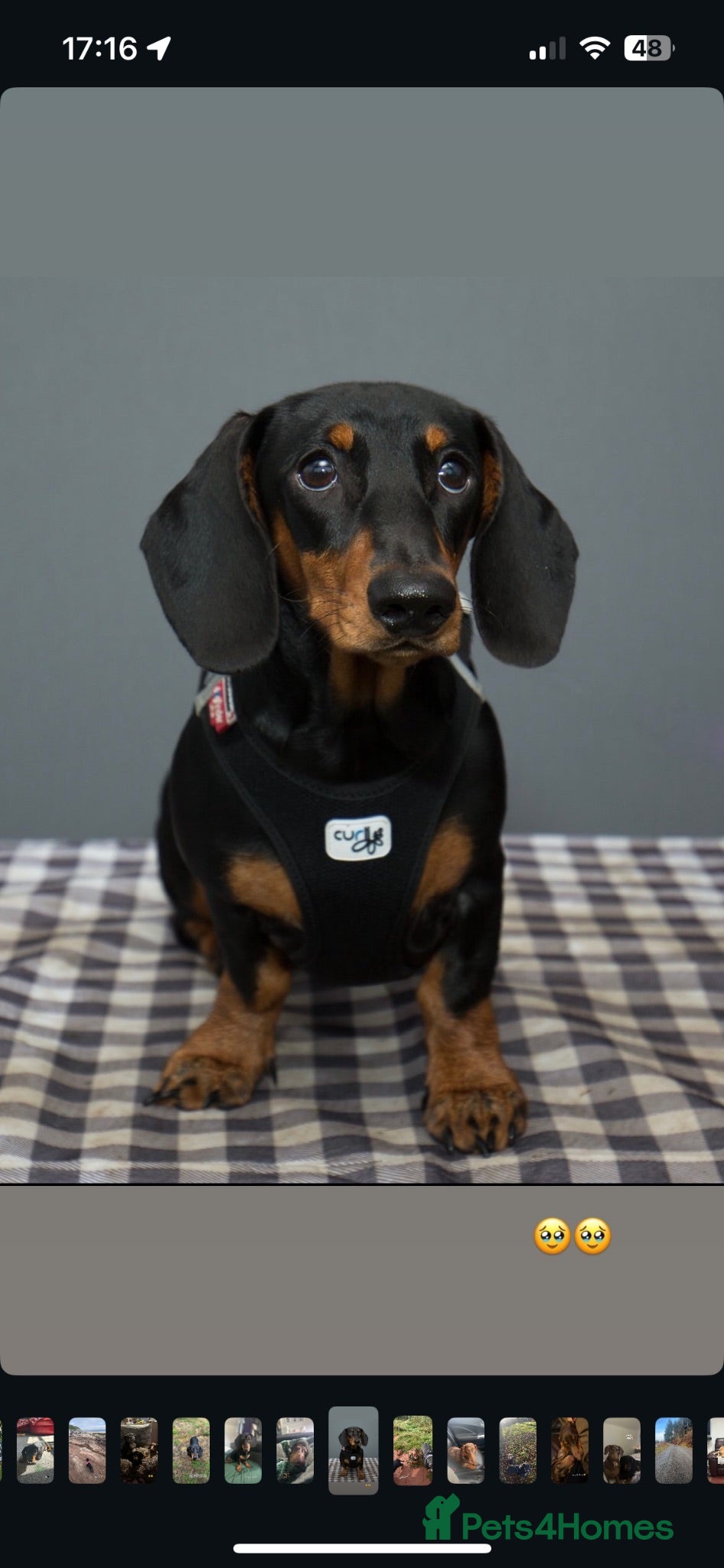 Dachshund dogs Beautiful litter of Dachshunds - Advert 1