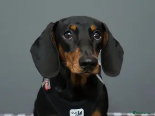 Dachshund dogs Beautiful litter of Dachshunds - Advert 1