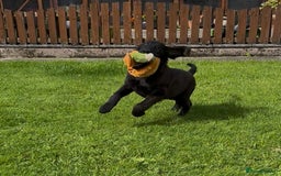 Flat coated Retriever dogs for sale: Black Flatcoat retriever puppies for sale  - Image 3