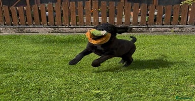 Flat coated Retriever dogs - Advert 9