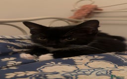 Mixed Breed cats for sale: Last kitty for sale!  - Advert 5