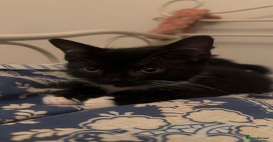 Mixed Breed cats - Advert 14